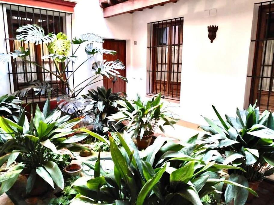Loft & Private Rooftop With Bbq เซบีญา ภายนอก รูปภาพ
